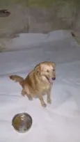 Mel