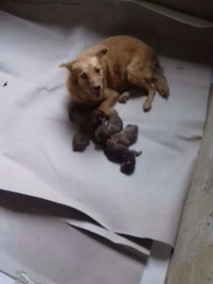 Cachorro raça  idade 1 ano nome Mel