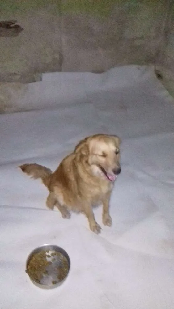 Cachorro raça  idade 1 ano nome Mel