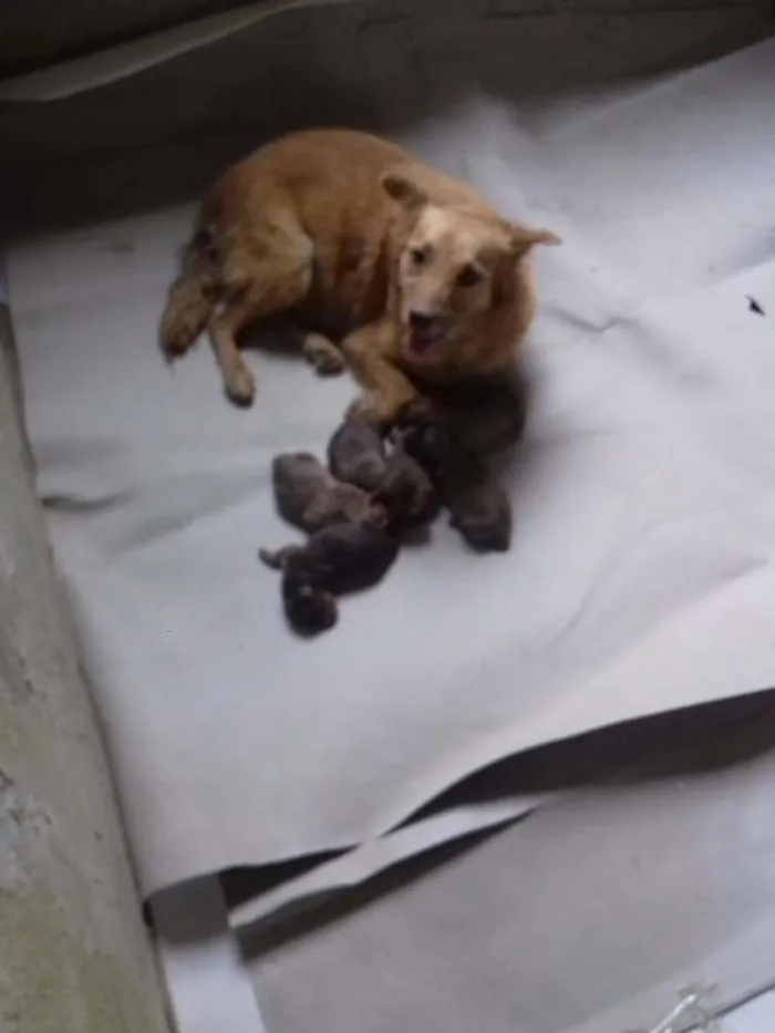 Cachorro raça  idade 1 ano nome Mel