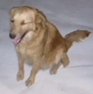 Cachorro raça  idade 1 ano nome Mel