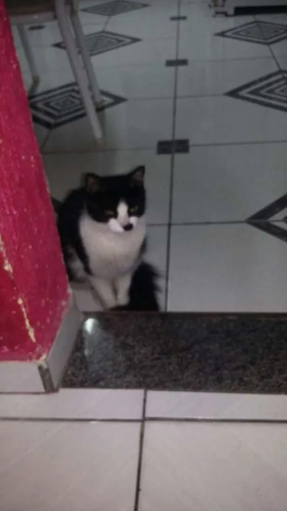 Gato ra a SRD idade 1 ano nome sem nome