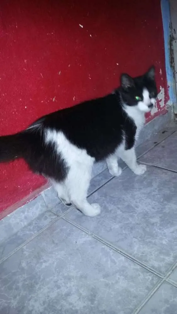 Gato ra a SRD idade 1 ano nome sem nome