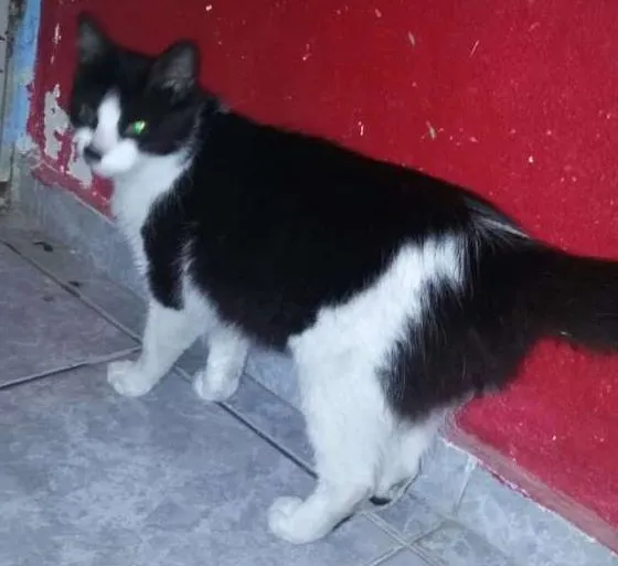 Gato ra a SRD idade 1 ano nome sem nome