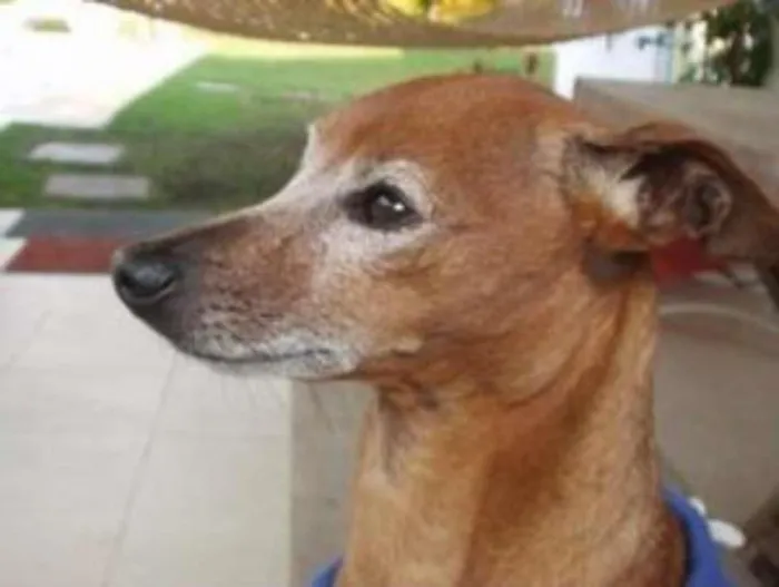 Cachorro ra a Pinscher idade 6 ou mais anos nome Fifi