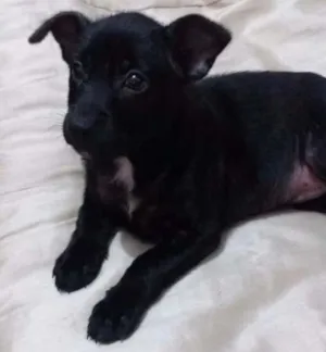 Cachorro raça srd idade Abaixo de 2 meses nome jessie