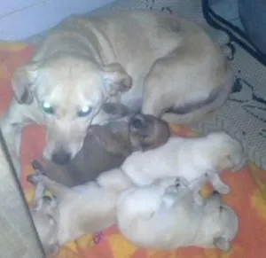 Cachorro raça SRD idade Abaixo de 2 meses nome sem nome