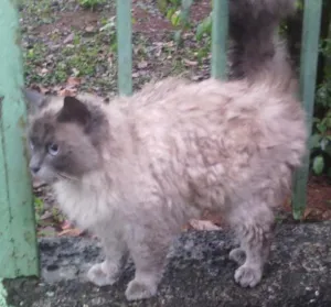 Gato raça SRD idade 2 anos nome ?