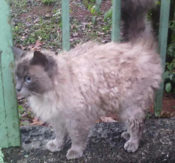 Gato ra a SRD idade 2 anos nome ?