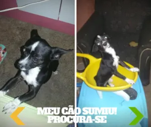 Cachorro raça Pinscher idade 4 anos nome Gabú 