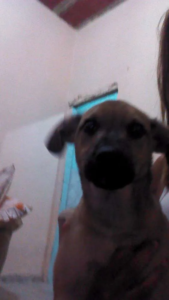 Cachorro ra a Vira lata  idade 2 a 6 meses nome Beethoven 