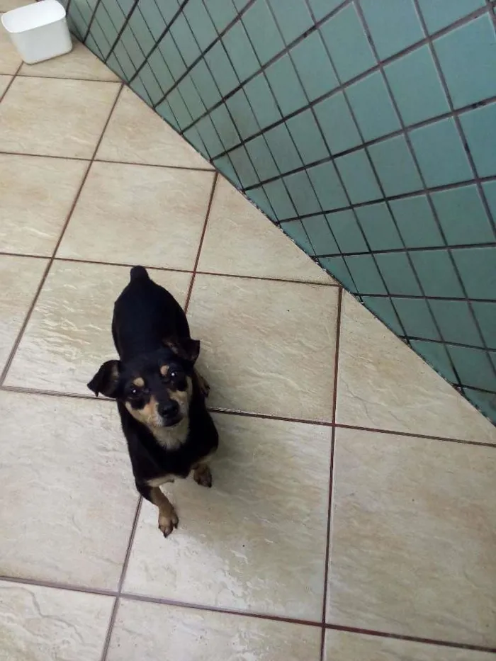 Cachorro ra a Pincher idade 2 anos nome Lola