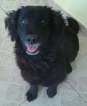 Cachorro raça SRD idade 1 ano nome Cookie