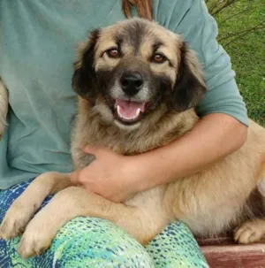 Cachorro raça SRD idade 1 ano nome Bello