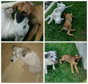 Cachorro raça srd idade 6 ou mais anos nome Branca