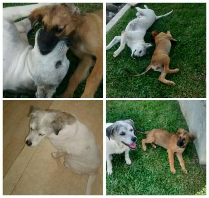 Cachorro ra a srd idade 6 ou mais anos nome Branca