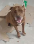 Cachorro raça Pit-Bull idade 3 anos nome Atila