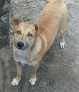 Cachorro raça SRD idade 1 ano nome MEL