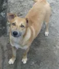 MEL
