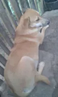 MEL