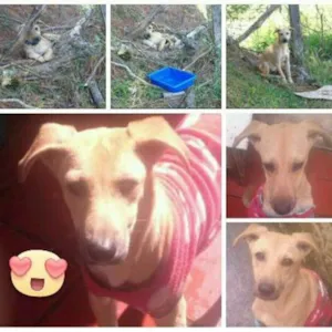 Cachorro raça SRD idade 1 ano nome Banzé