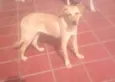 Banzé