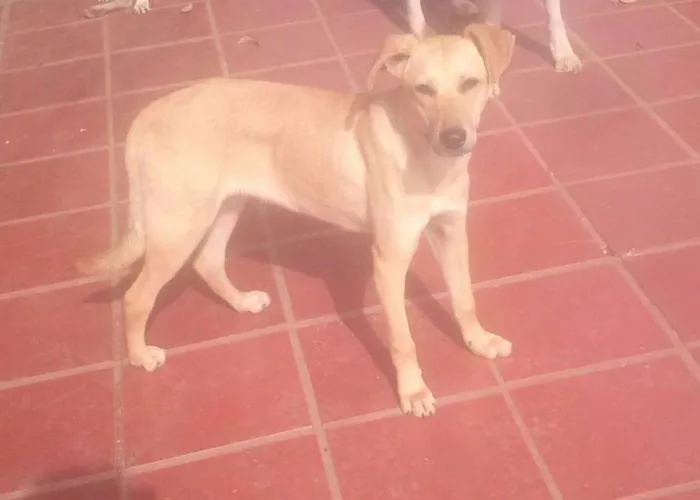 Cachorro ra a SRD idade 1 ano nome Banzé