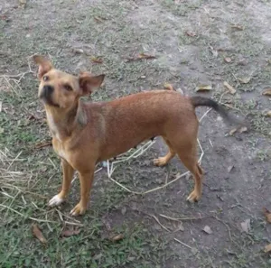 Cachorro raça SRD idade 1 ano nome Dhara