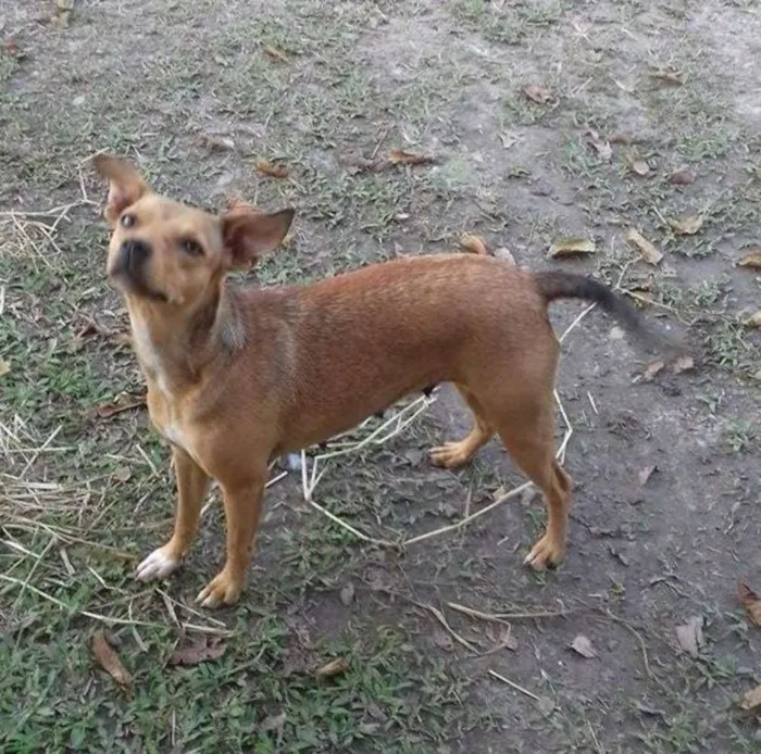 Cachorro ra a SRD idade 1 ano nome Dhara
