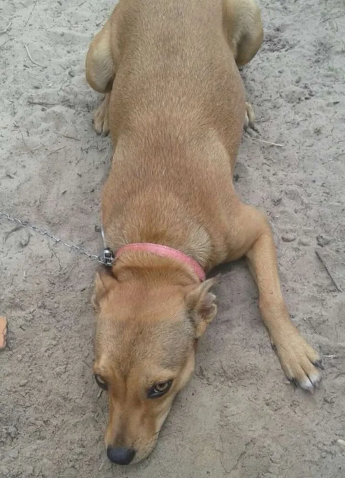 Cachorro ra a SRD idade 1 ano nome Dhara