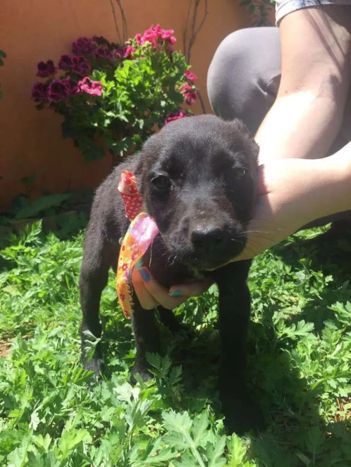 Cachorro ra a SRD idade 2 a 6 meses nome Bebes Gisele