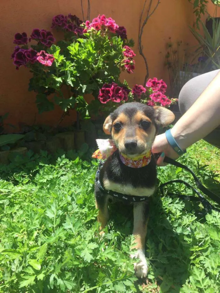 Cachorro ra a SRD idade 2 a 6 meses nome Bebes Gisele
