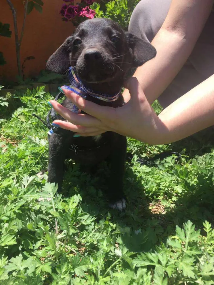 Cachorro ra a SRD idade 2 a 6 meses nome Bebes Gisele