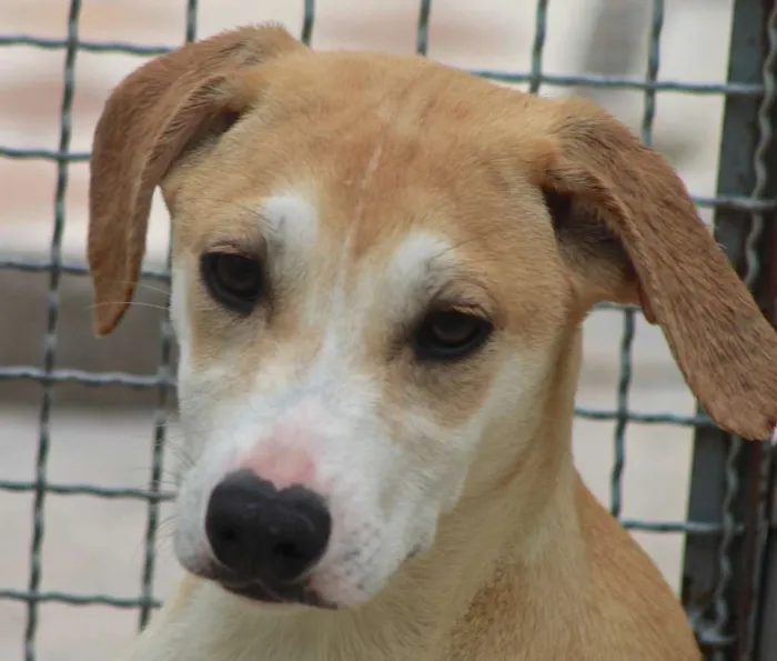 Cachorro ra a  idade 2 a 6 meses nome Wendy Bebezinha