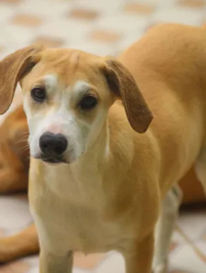 Cachorro raça  idade 2 a 6 meses nome Wendy Bebezinha