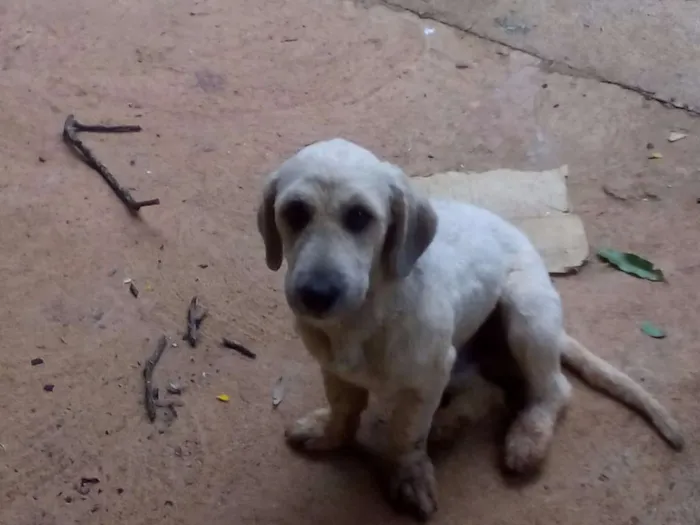 Cachorro ra a  idade 7 a 11 meses nome sansão