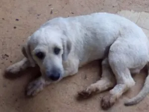 Cachorro raça  idade 7 a 11 meses nome sansão