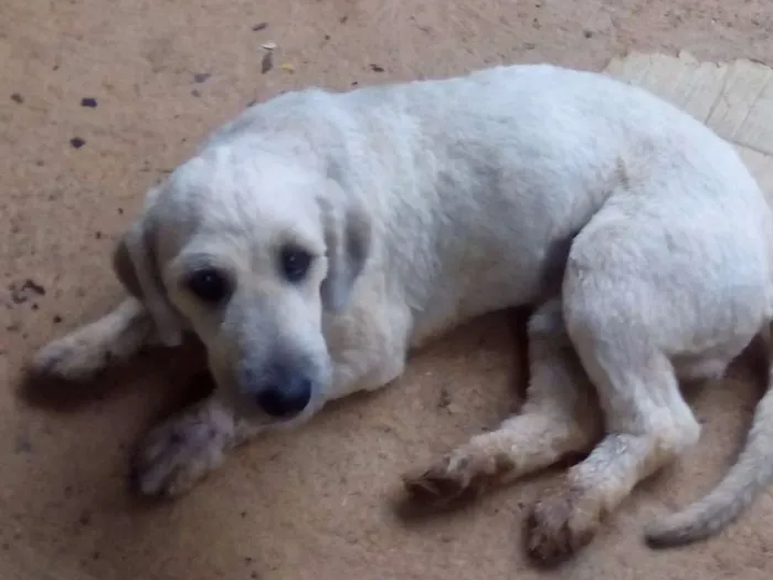 Cachorro ra a  idade 7 a 11 meses nome sansão
