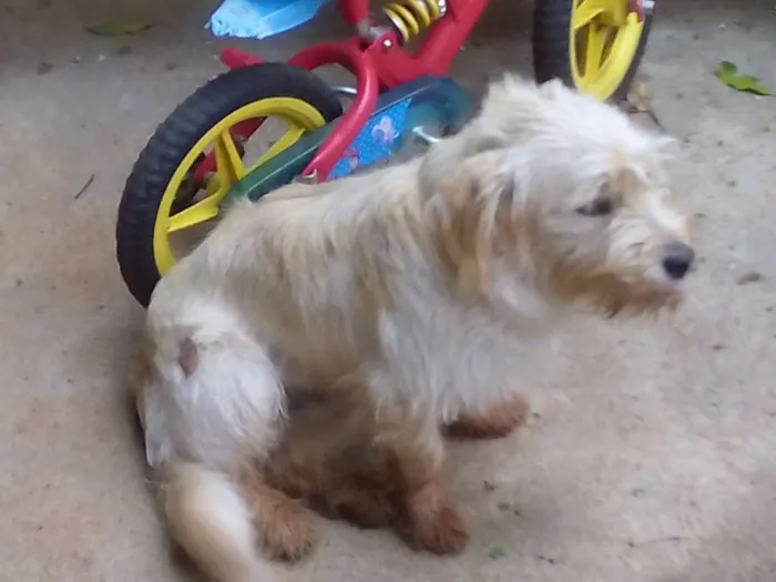 Cachorro ra a  idade 7 a 11 meses nome sansão