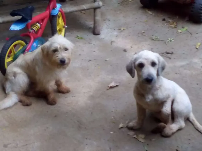 Cachorro ra a  idade 7 a 11 meses nome jose roberto
