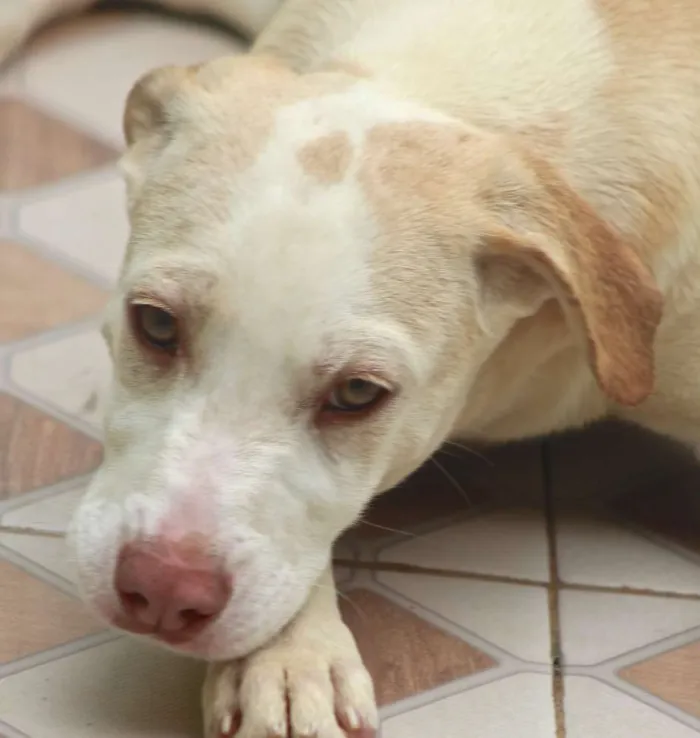 Cachorro ra a  idade 2 a 6 meses nome Teddy Bebezinho
