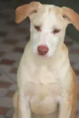 Teddy Bebezinho