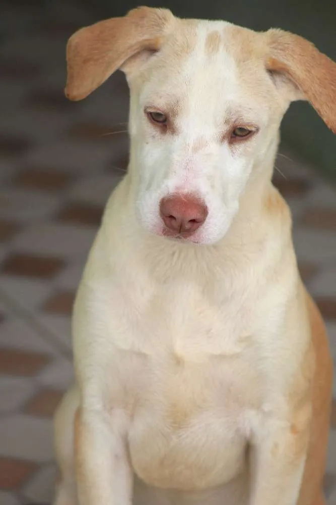 Cachorro ra a  idade 2 a 6 meses nome Teddy Bebezinho