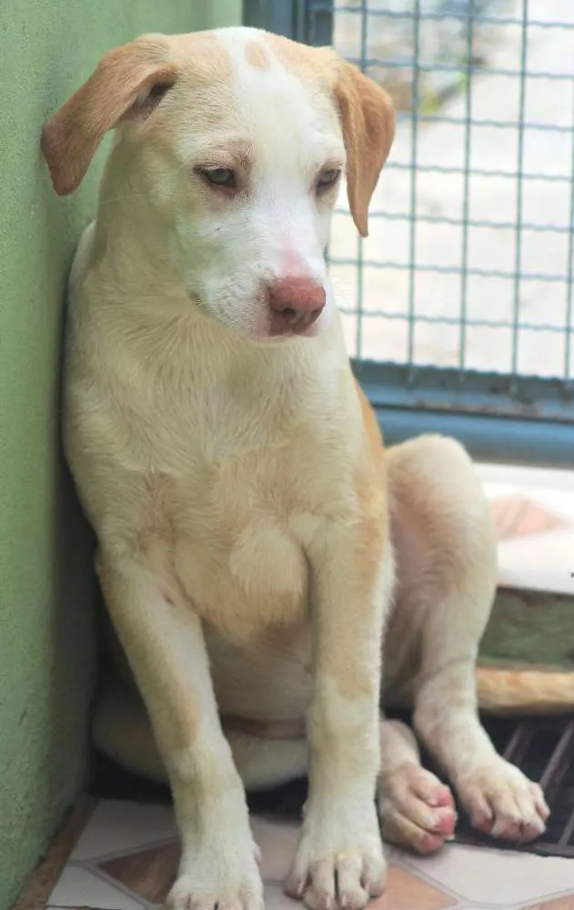 Cachorro ra a  idade 2 a 6 meses nome Teddy Bebezinho