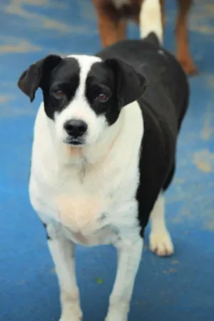 Cachorro raça  idade 5 anos nome Juquinha