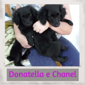 Cachorro raça SRD idade 2 a 6 meses nome DONATELLA E CHANEL