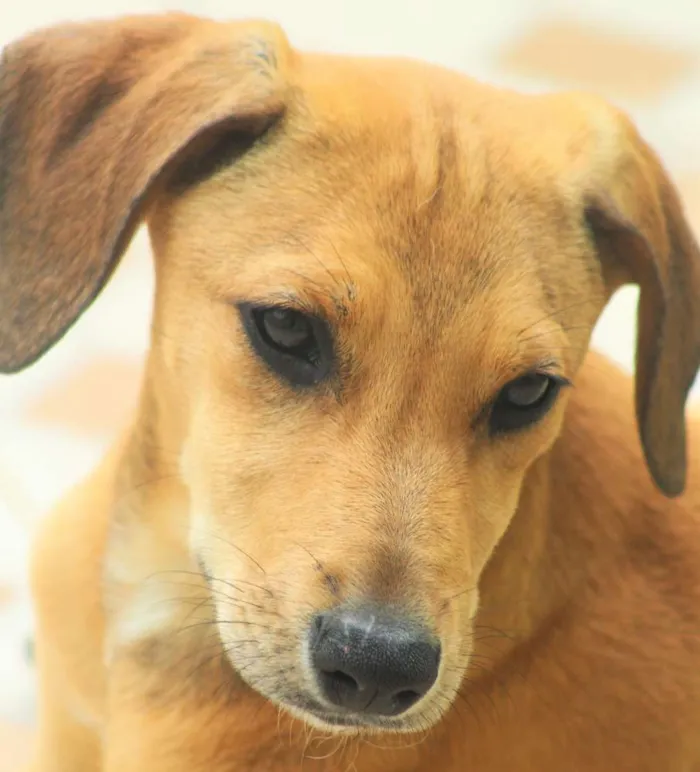 Cachorro ra a  idade 2 a 6 meses nome Dafne Bebezinha