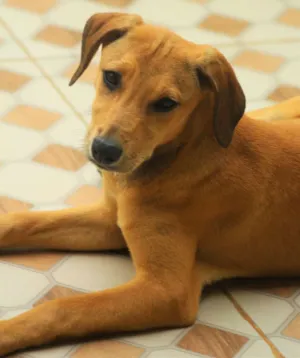 Cachorro raça  idade 2 a 6 meses nome Dafne Bebezinha