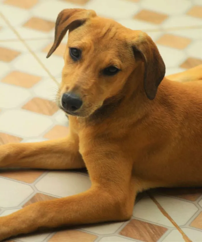 Cachorro ra a  idade 2 a 6 meses nome Dafne Bebezinha