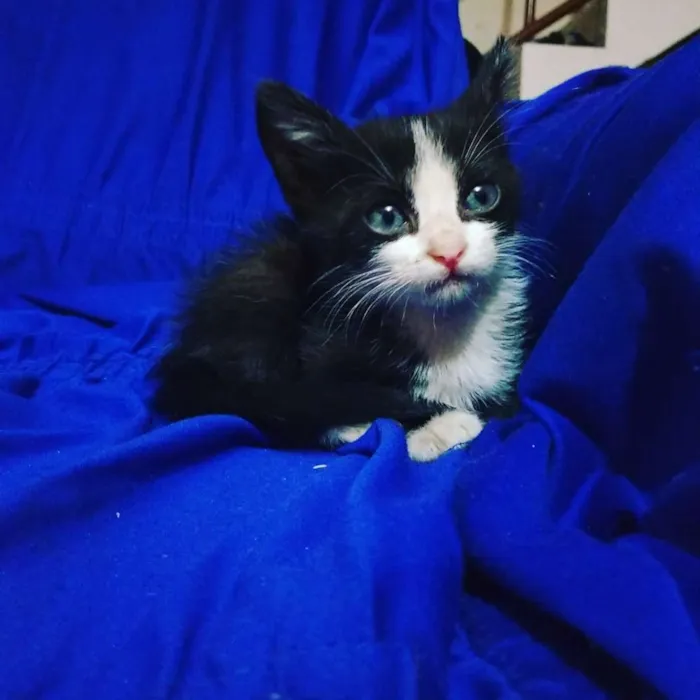 Gato ra a Vira lata idade Abaixo de 2 meses nome Theo